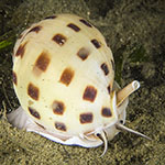 Semicassis bisulcata